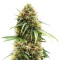 Graines de cannabis The Cure Regular (Mr. Nice Seedbank)
