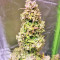 The White Train Auto (Mephisto Genetics)