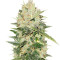White Critical (White Widow +) feminized seeds (Original Sensible Seeds)