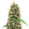 White Widow Autoflower (Herbies Seeds)