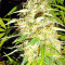 Zamaldelica Regular seeds