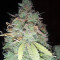 Z Glue feminized seeds (Expert Seeds)