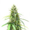 Also Know 47 Autoflower Feminized Seeds (Seedkeepers)