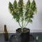 Critical + 2.0 Seeds