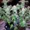 Dutch Dragon feminized seeds