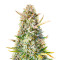 Gorilla Sherbet F1 Fast Version féminisée (Sweet Seeds)
