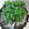 Graines de cannabis Ice Bomb (Bomb Seeds)