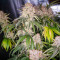 Graines féminisées de Keep Frosted Guava Autoflower (Seedkeepers)