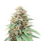 Graines de cannabis Northern Lights x Big Bud Auto (Expert Seeds)