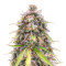 Purple Punch OG Feminized Seeds (Sweet Seeds)