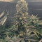 Runtz Muffin Seeds (Barney’s Farm)