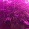 O.G. Kush Autoflower fem: seeds for sale, strain information and customer reviews