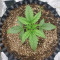 Buy Wedding Cake Auto feminized seeds by Barney's Farm