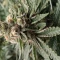 Amnesia Lemon Kush Seeds (Original Sensible Seeds) - Cannabis Strain Seeds for Sale