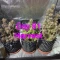 Venta online de Runtz Autoflower de EGS