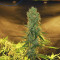 Vente de graines de cannabis Auto Glueberry O.G. (Dutch Passion)