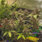 Bloody Skunk Auto (Sweet Seeds)