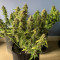 Compra Online | Semillas Gelato Auto Feminizadas | Herbies Seeds