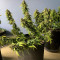 Compra Online | Semillas Gelato Auto Feminizadas | Herbies Seeds