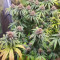 Mimosa x Orange Punch Seeds (Barneys Farm)