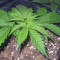 Dr. Bruce Banner CBD sementes feminizadas à venda: informações e comentários