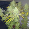 Bubblegum XL Seeds - Cannabis Strain Seeds for Sale