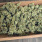 Vente de graines de cannabis Afghani #1 (Sensi Seeds)