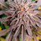 Dos Si Dos 33 Seeds (Barney's Farm) - Cannabis Strain Seeds for Sale