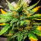 Original Auto Sour Diesel fem: sementes para venda, informações de cepas e avaliações de clientes