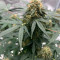 Sementes de maconha fem da Auto Northern Lights Original para venda
