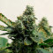 Girl Scout Cookies Seeds (Blimburn Seeds) - Cannabis Strain Seeds for Sale