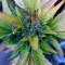 Runtz XL Auto feminized seeds for sale: information and reviews