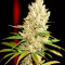 Acquista semi femminizzati Pineapple Glue di Advanced Seeds Organization