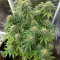Sour Strawberry feminized seeds (Barney's Farm)