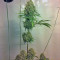 Arjan's Strawberry Haze (GHS)