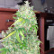 Arjan's Strawberry Haze (GHS)
