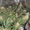 Blackberry Gum Seeds