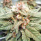 Bubba Delight Regular seeds