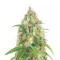Sementes Feminizadas Dessert Mix (Herbies Seeds)