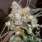 Do-G feminized seeds