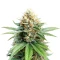 Flowerbomb Kush Seeds