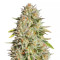 GG#4 Original Glue Seeds (Original Sensible Seeds) - Cannabis Strain Seeds for Sale