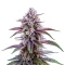 Glookies Auto Seeds