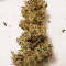 Gorilla Girl (Sweet Seeds)