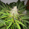 Hindu Kush Regular (Sensi Seeds)