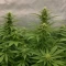 Sementes Feminizadas de Mango Frost Auto (Fast Buds)
