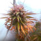 Graines de cannabis Mexican Sativa regular (Sensi Seeds)