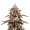 Moonshine Cookies Auto Seeds