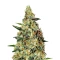 Neville's Haze Seeds