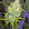 Graines de cannabis Panama (CannaBioGen)